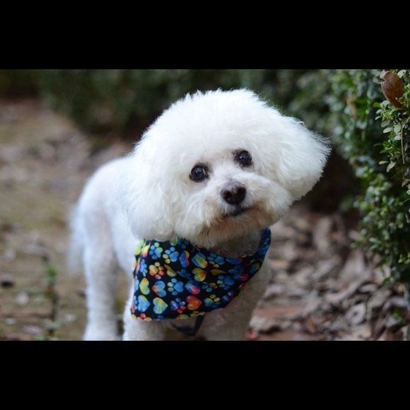 Meet your Posher, Annie - Picture 4 of 15